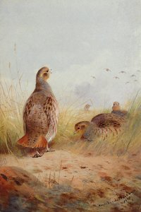 Three English Partidges, 1910 (wc und gouache på papper)